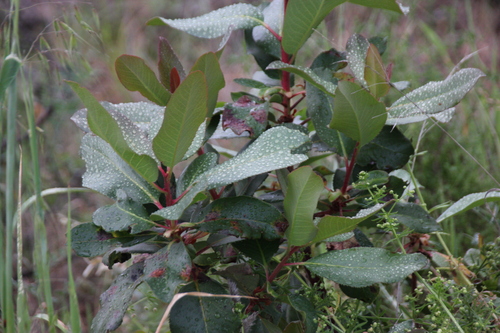 iNaturalist observation photo of Pacific madrone