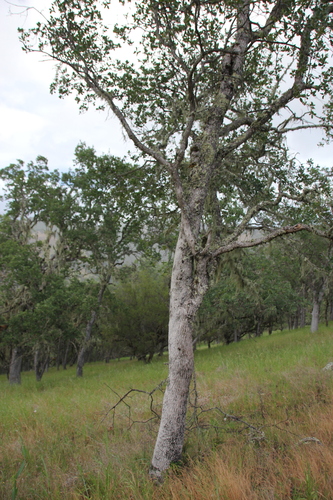 iNaturalist observation photo of oaks