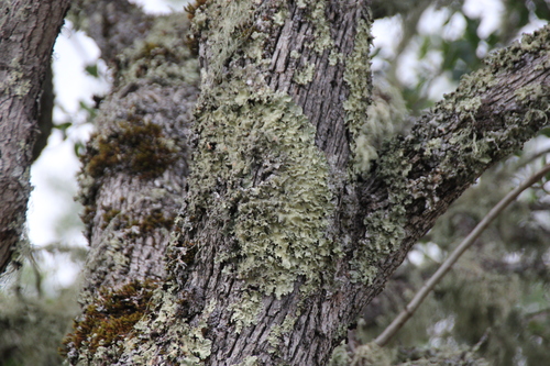 iNaturalist observation photo of Speckled Greenshield Lichens