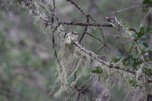 iNaturalist observation photo of lace lichen
