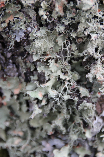 iNaturalist observation photo of typical shield lichens