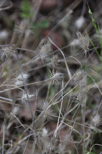 iNaturalist observation photo of Dog's Tail