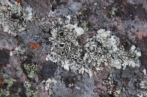 iNaturalist observation photo of rock shield lichens