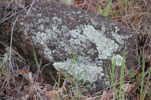 iNaturalist observation photo of Shield Lichens, Sunburst Lichens, Rosette Lichens, and Allies