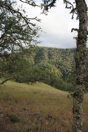 iNaturalist observation photo of oaks