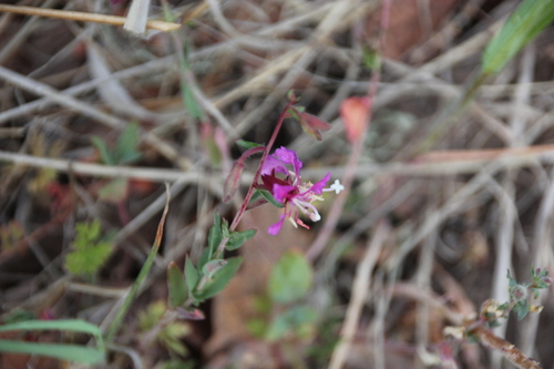 iNaturalist observation photo of Elegant Clarkia