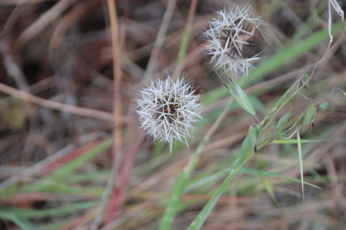 iNaturalist observation photo of silverpuffs