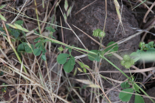 iNaturalist observation photo of bur clover