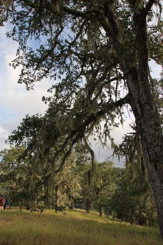 iNaturalist observation photo of blue oak