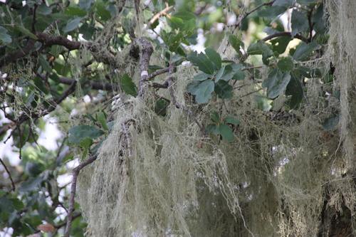 iNaturalist observation photo of lace lichen