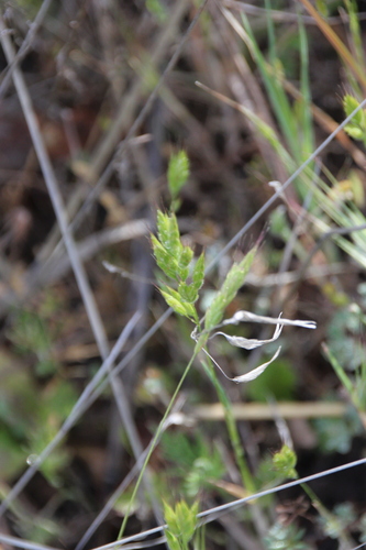 iNaturalist observation photo of common soft brome