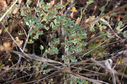 iNaturalist observation photo of deervetch