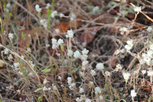 iNaturalist observation photo of Q-tips