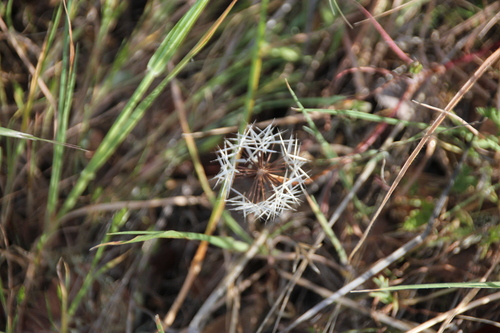 iNaturalist observation photo of silverpuffs