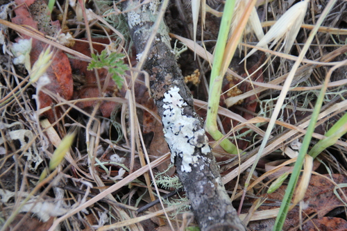 iNaturalist observation photo of Shield Lichens, Sunburst Lichens, Rosette Lichens, and Allies