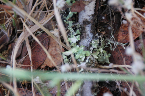 iNaturalist observation photo of typical shield lichens