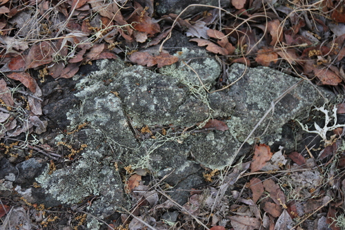 iNaturalist observation photo of Common Lichens