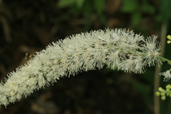 Actaea simplex