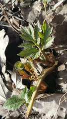 Hydrophyllum virginianum