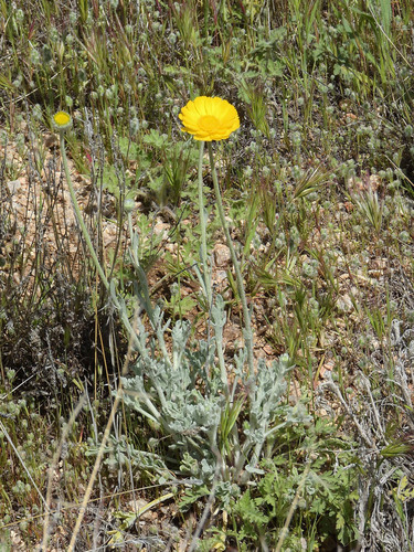 Desert Marigold