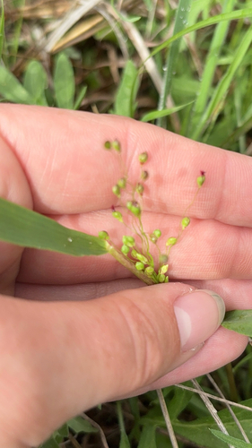 Dichanthelium oligosanthes observed 2026-04-13