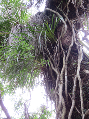 Pittosporum cornifolium