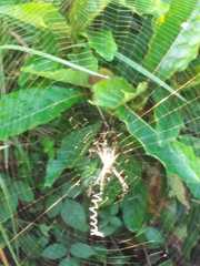 Argiope catenulata