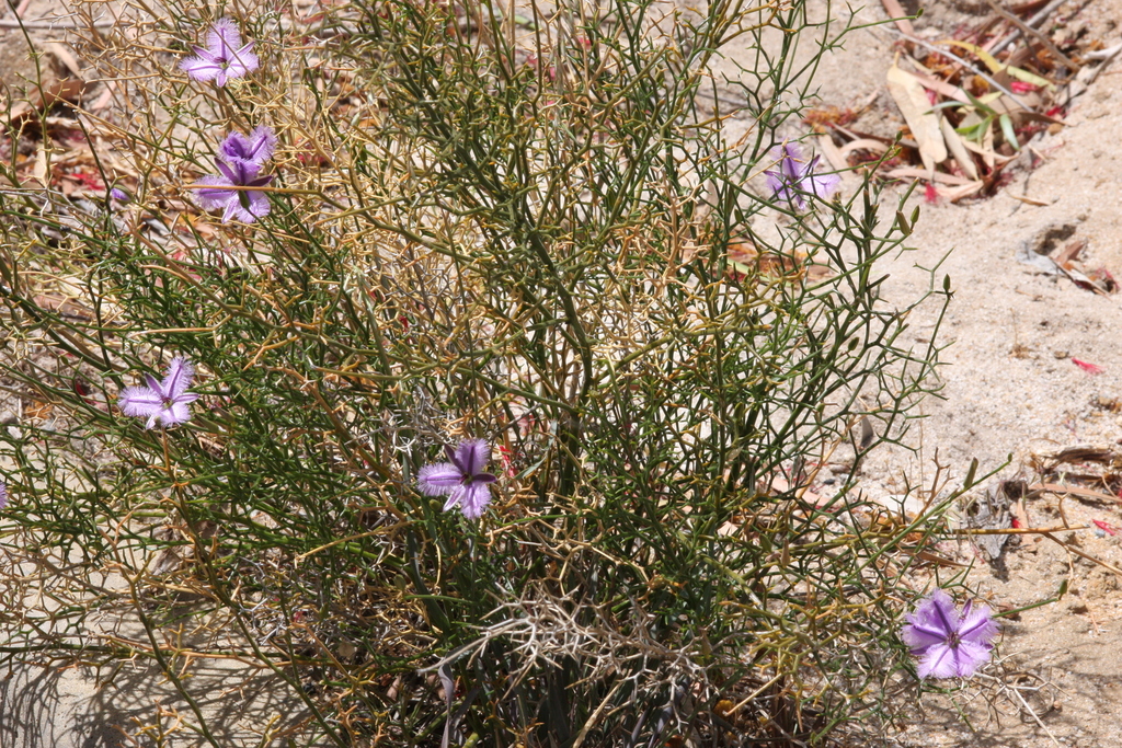 Thysanotus spiniger