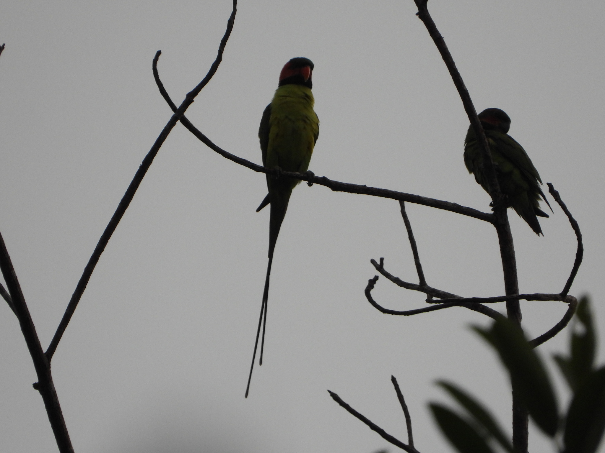 Long-tailed Parakeet (Psittacula longicauda), photo 4