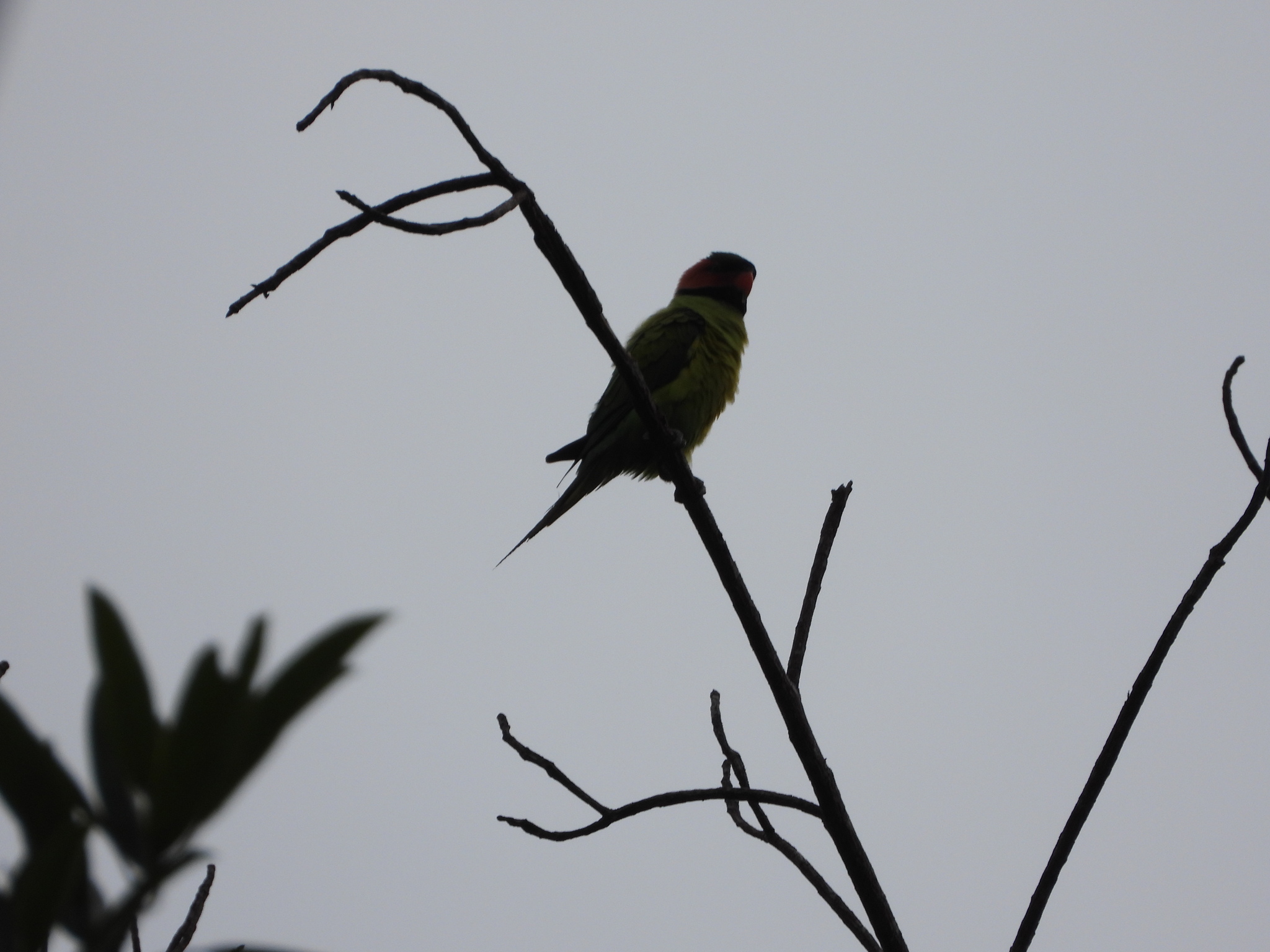 Long-tailed Parakeet (Psittacula longicauda), photo 3