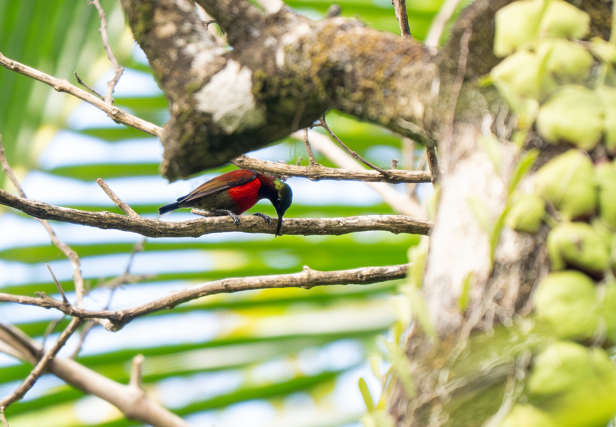 Purple-throated Sunbird (Leptocoma sperata), photo 2