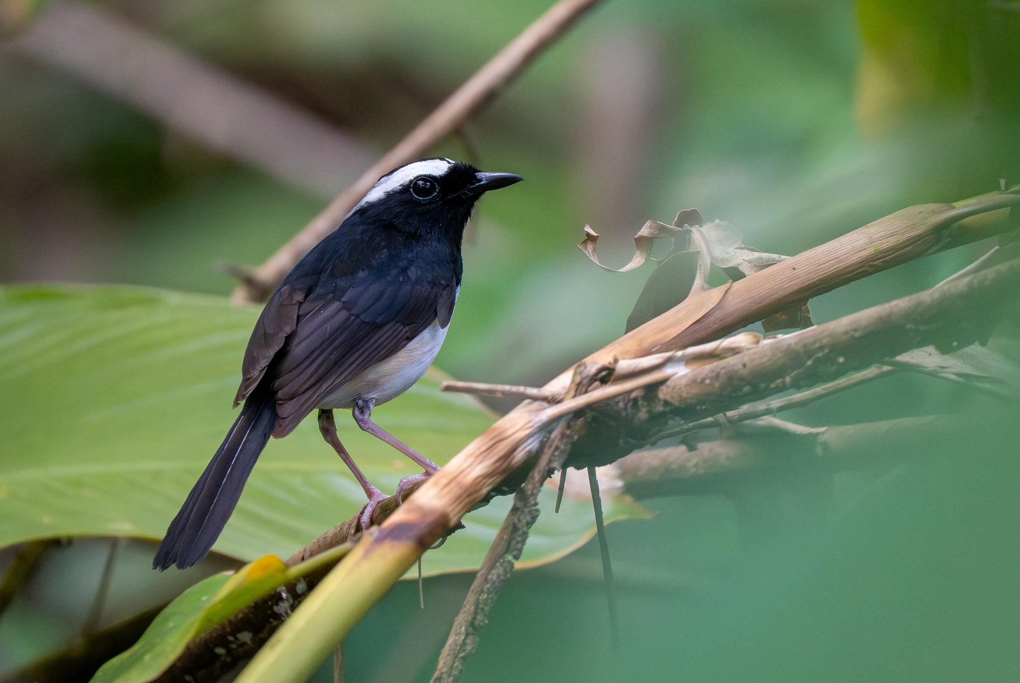 White-browed Shama (Copsychus luzoniensis), photo 2