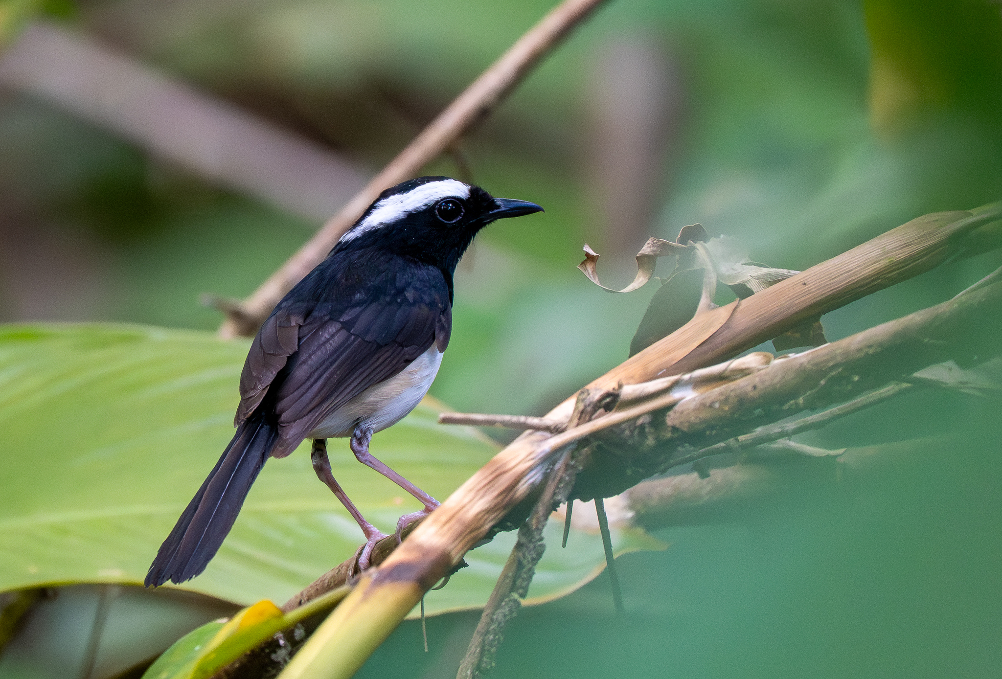 White-browed Shama (Copsychus luzoniensis), photo 1