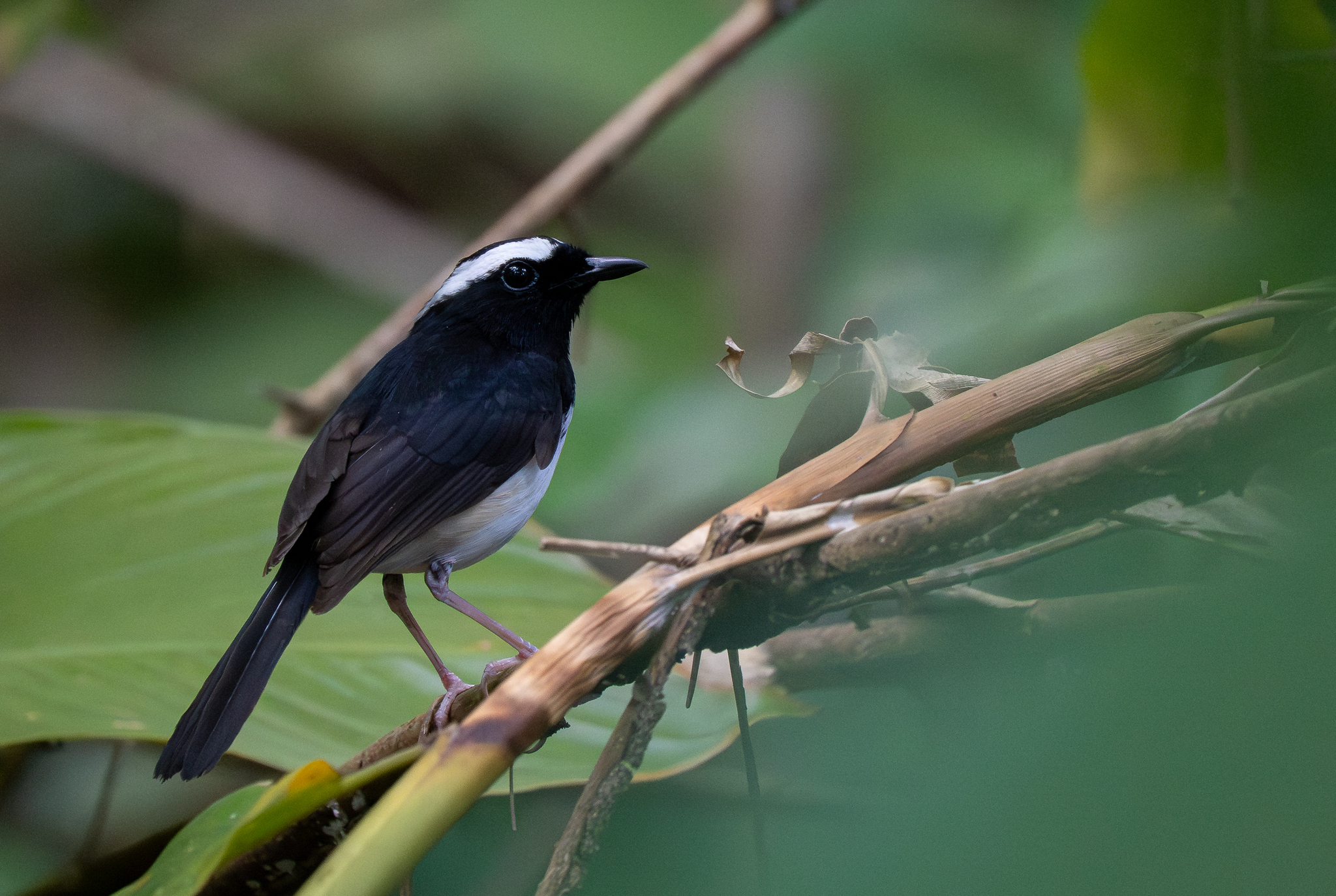 White-browed Shama (Copsychus luzoniensis), photo 9
