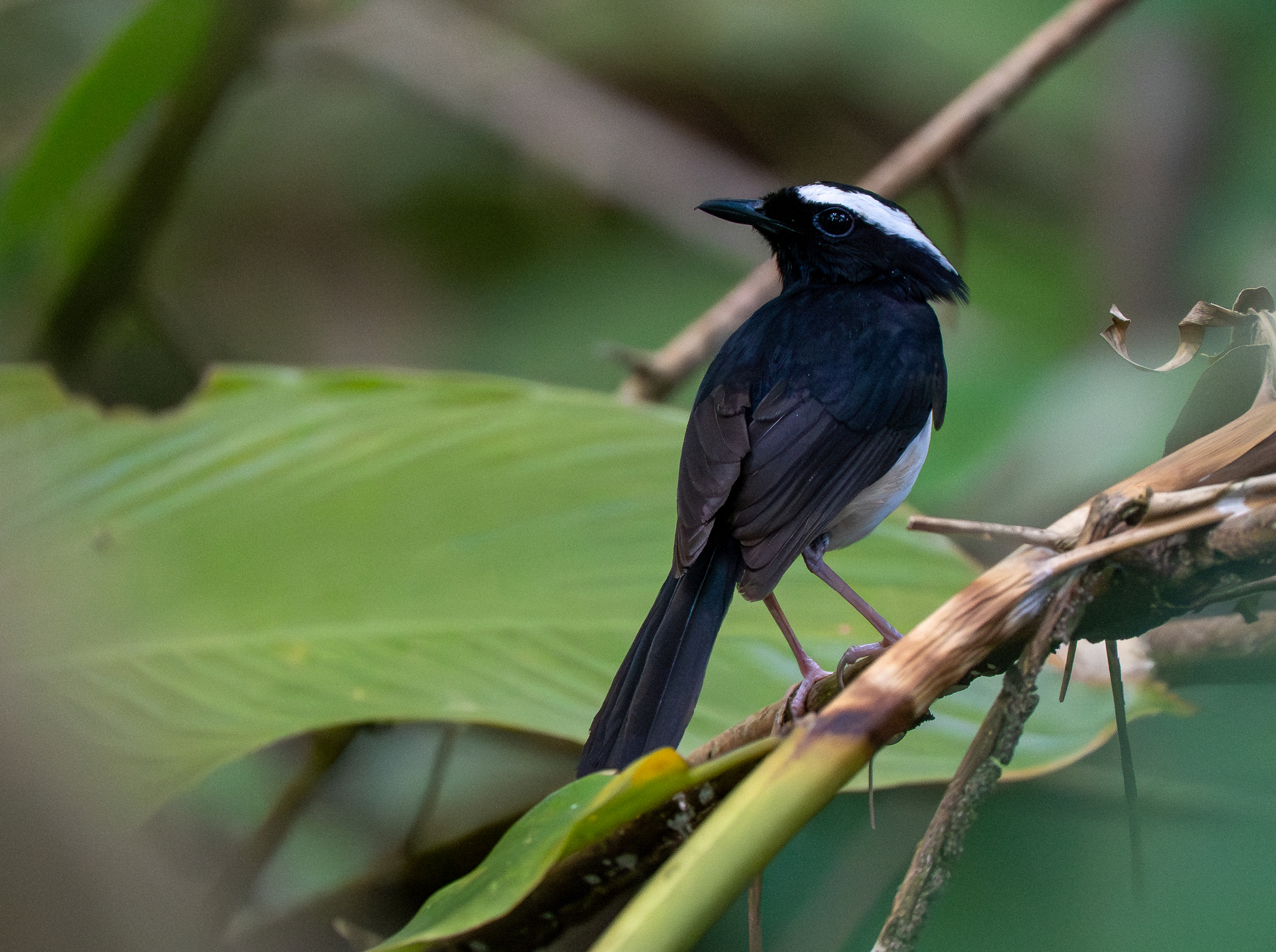 White-browed Shama (Copsychus luzoniensis), photo 10