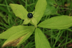 Paris verticillata
