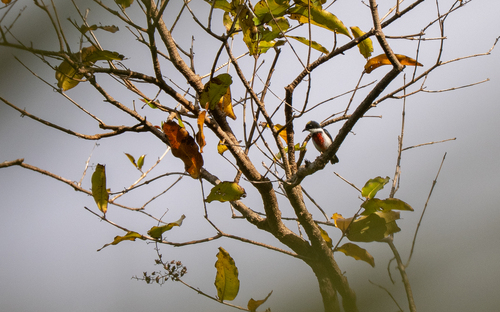 Black-belted Flowerpecker (Dicaeum haematostictum), photo 1