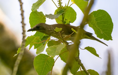 Visayan Rhabdornis (Rhabdornis rabori), photo 6