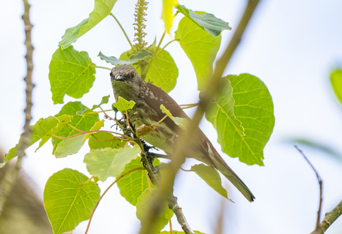 Visayan Rhabdornis (Rhabdornis rabori), photo 3