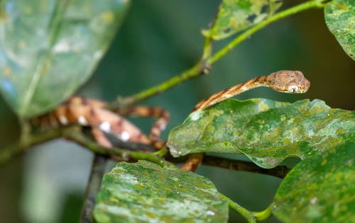 Photo of a Leyte Cat Snake (Boiga angulata)