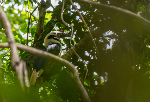 Visayan Hornbill (Penelopides panini)