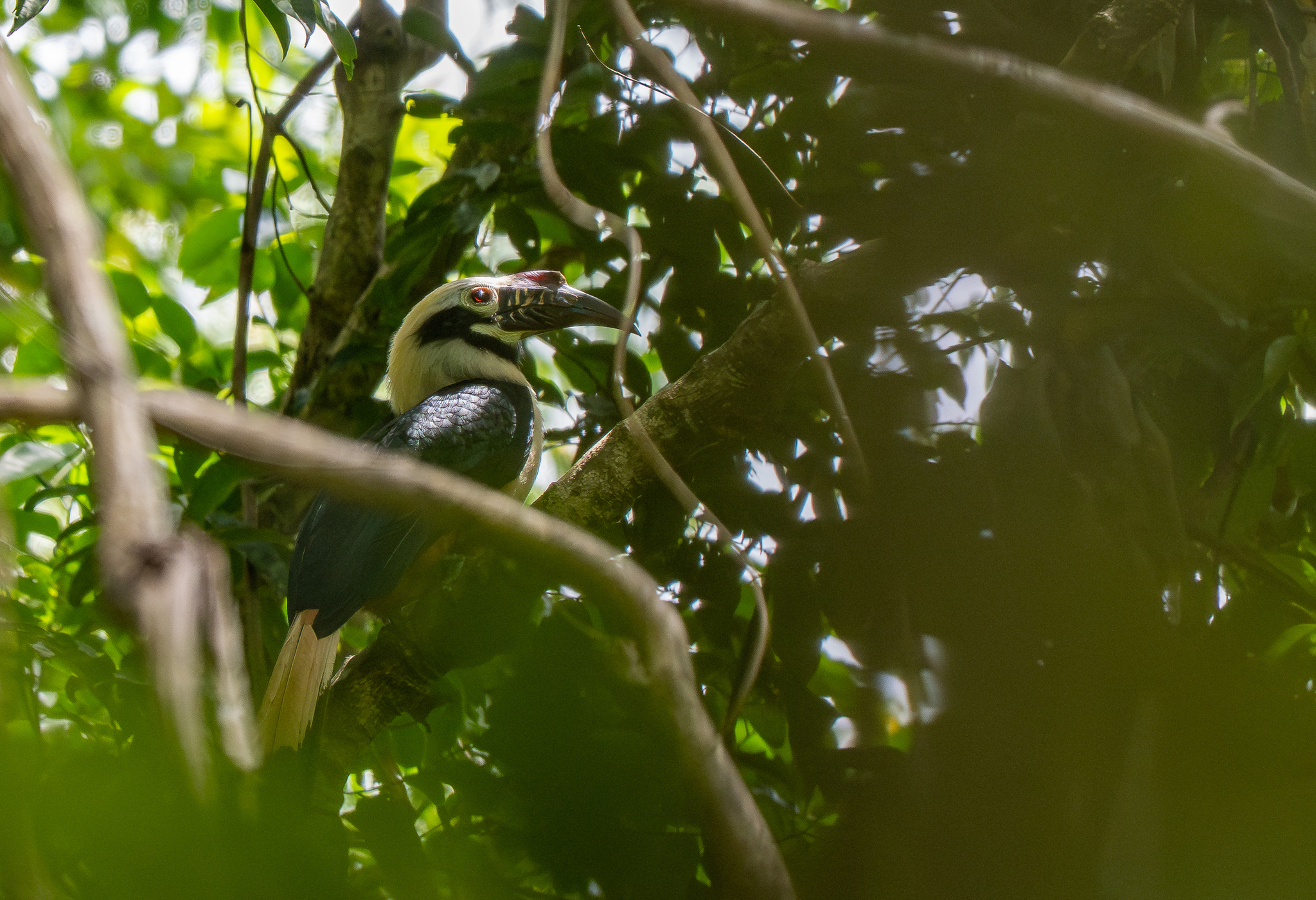 Visayan Hornbill (Penelopides panini), photo 1