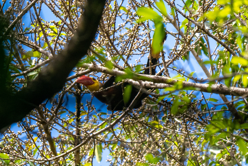 Walden's Hornbill (Rhabdotorrhinus waldeni), photo 10