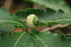 Quercus crispula