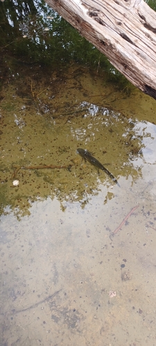 Western Tiger Salamander observed by bishi4