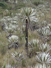 Espeletia grandiflora