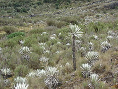 Espeletia grandiflora