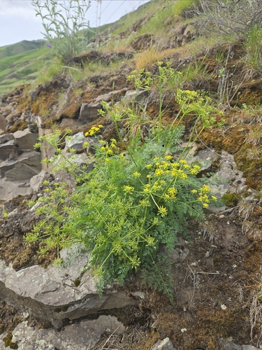 Lomatium serpentinum observed 2026-04-12