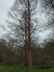 Metasequoia glyptostroboides