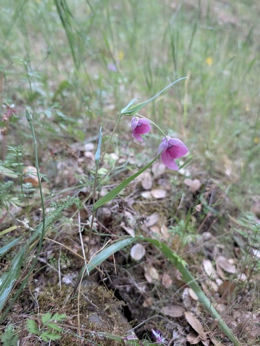 Calochortus amoenus, photograph 1